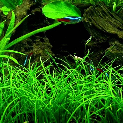 Lilaeopsis (novea zealandiae) - Faux tenellus en pot